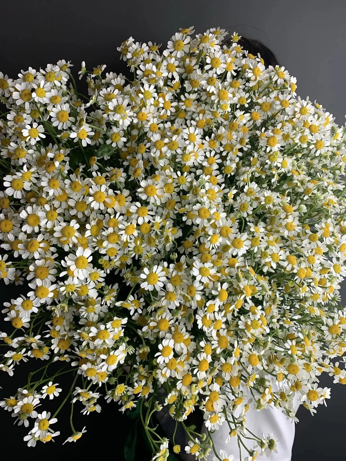 Кустовые ромашки — 5 шт