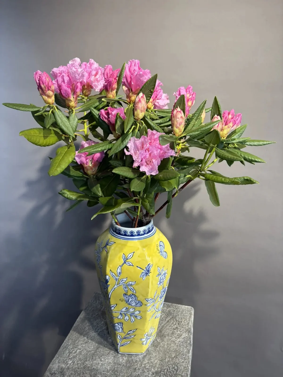 Рододендрон