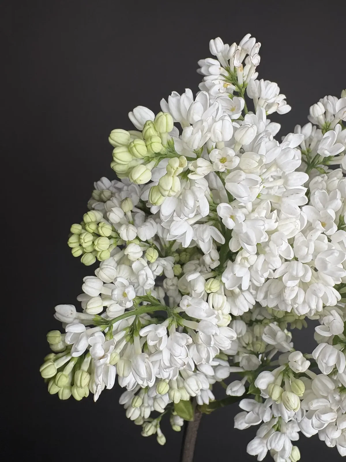 Белая сирень