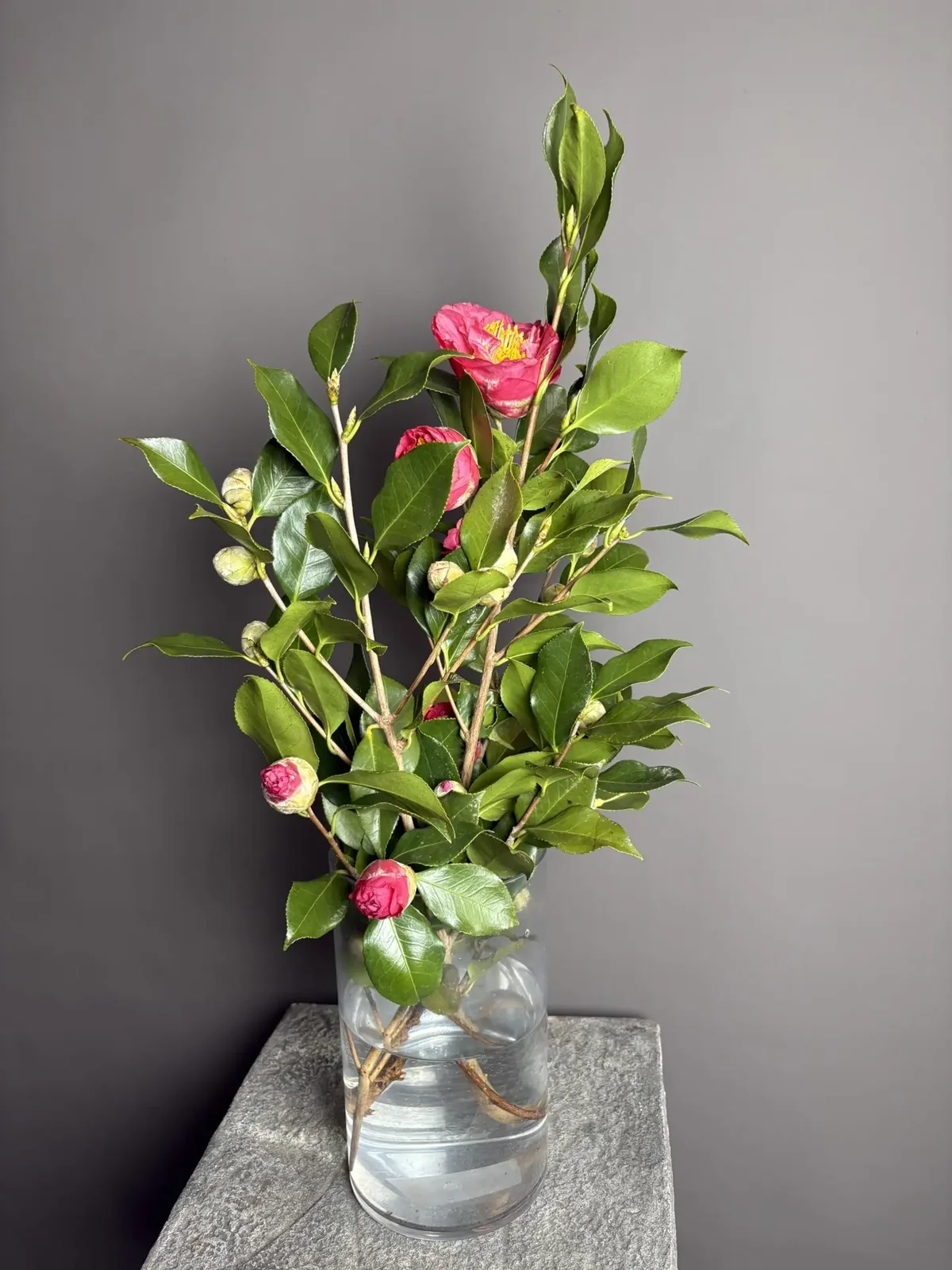 Камелия - фото 1